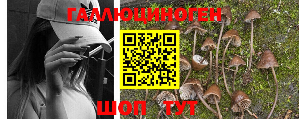 Псилоцибиновые грибы ЛСД  закладка  Псилоцибиновые грибы ЛСД  Нарткала  Вход с VPN 